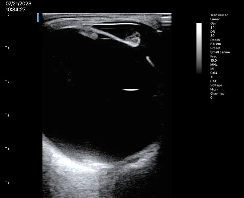 Linear wireless probe LU700L VET