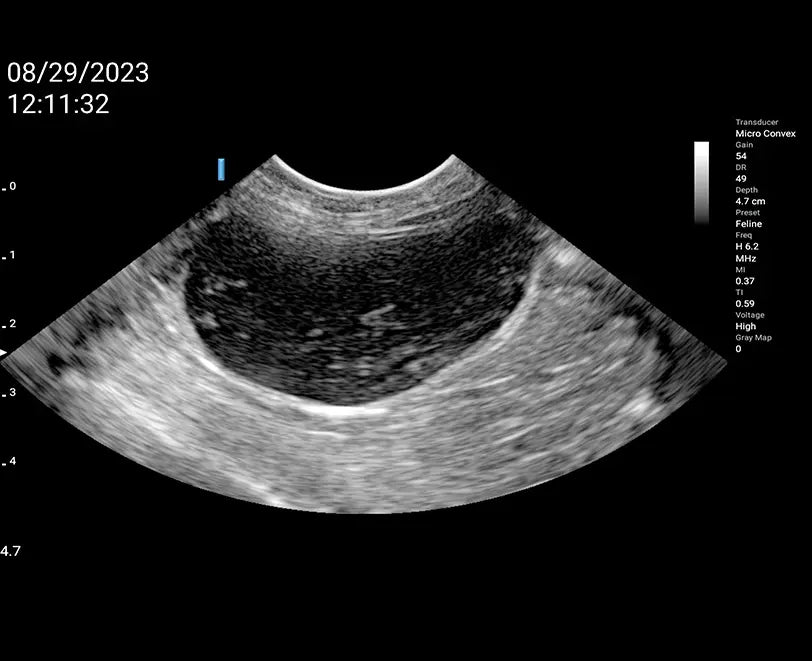 Microconvex wireless probe LU710M VET