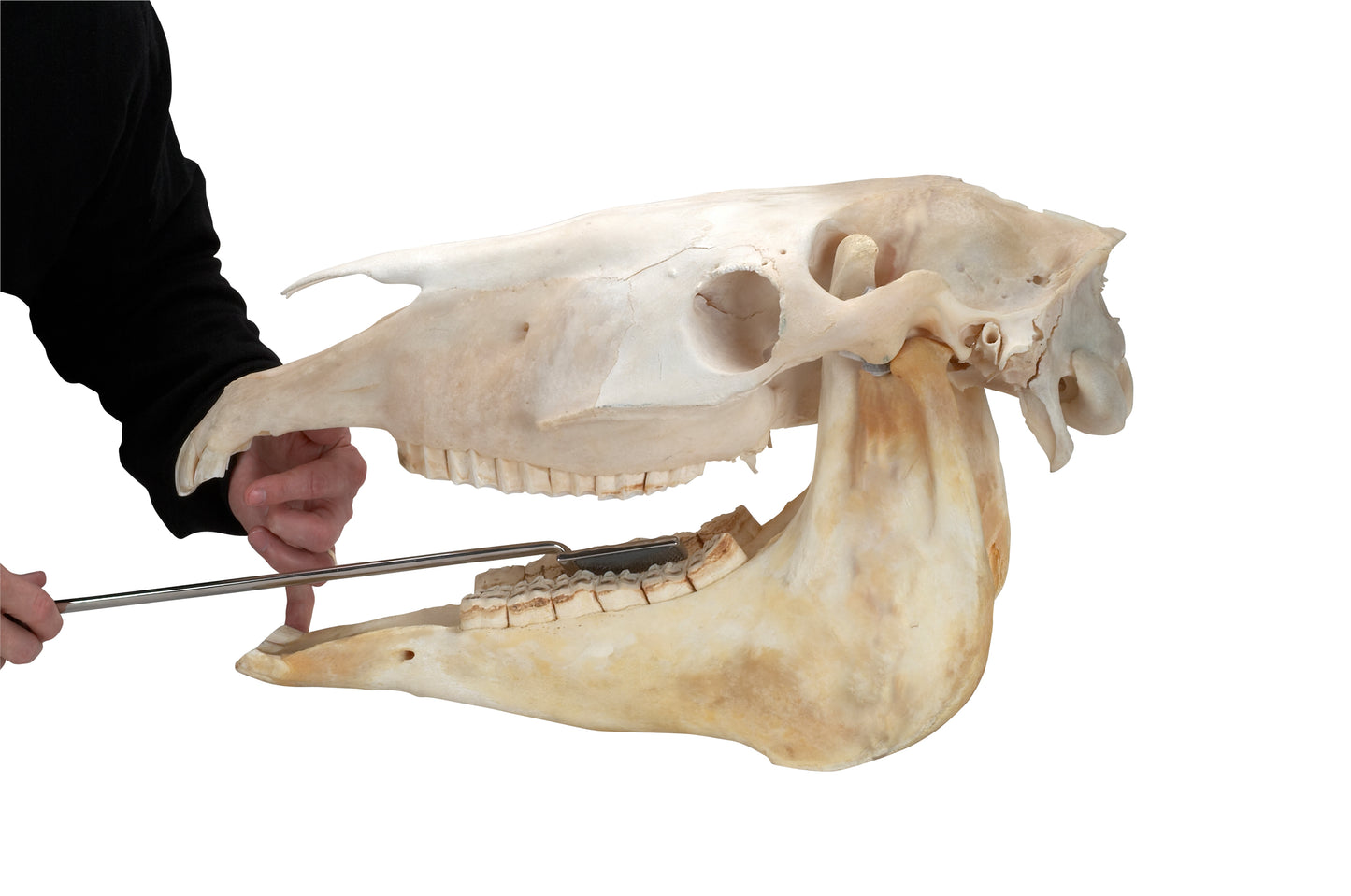 EQUIVET MagFloat raspin varsi 52 cm