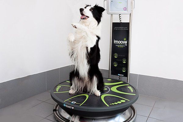 Allcare Innovations - imoove vet