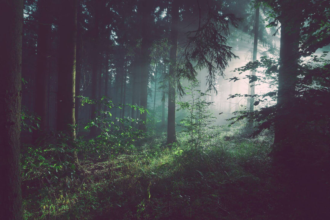 Kipsimestari Micke suosittelee turvallista Woodcastia
