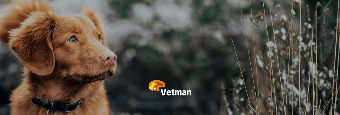 Olemme Eläinlääkäripäivillä 2021!