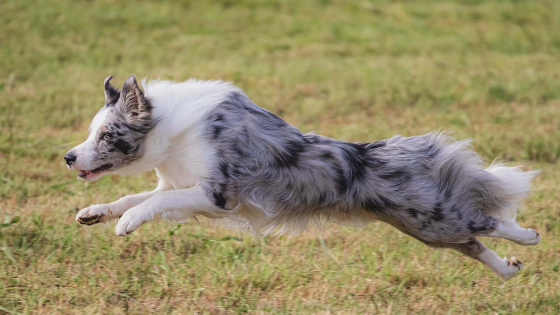 How the dogs run -koulutus