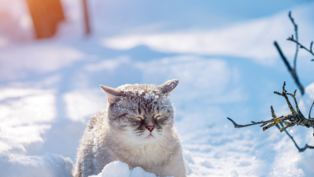 Toimivan valmistelutilan varustelu