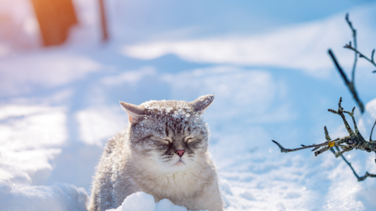 Toimivan valmistelutilan varustelu