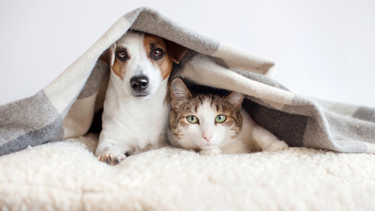 Pieneläinten hammashoito