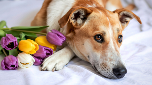 Laadukkaat laitteet takaavat turvallisen anestesian