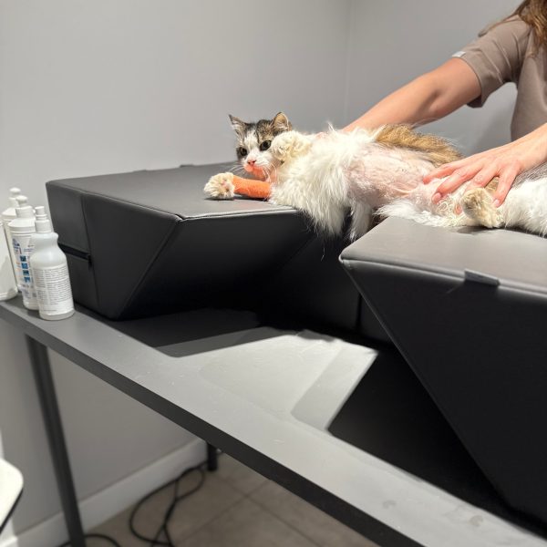 Kouru sydämen ultraäänitutkimukseen | 100cm x 55cm | kaksi mallia