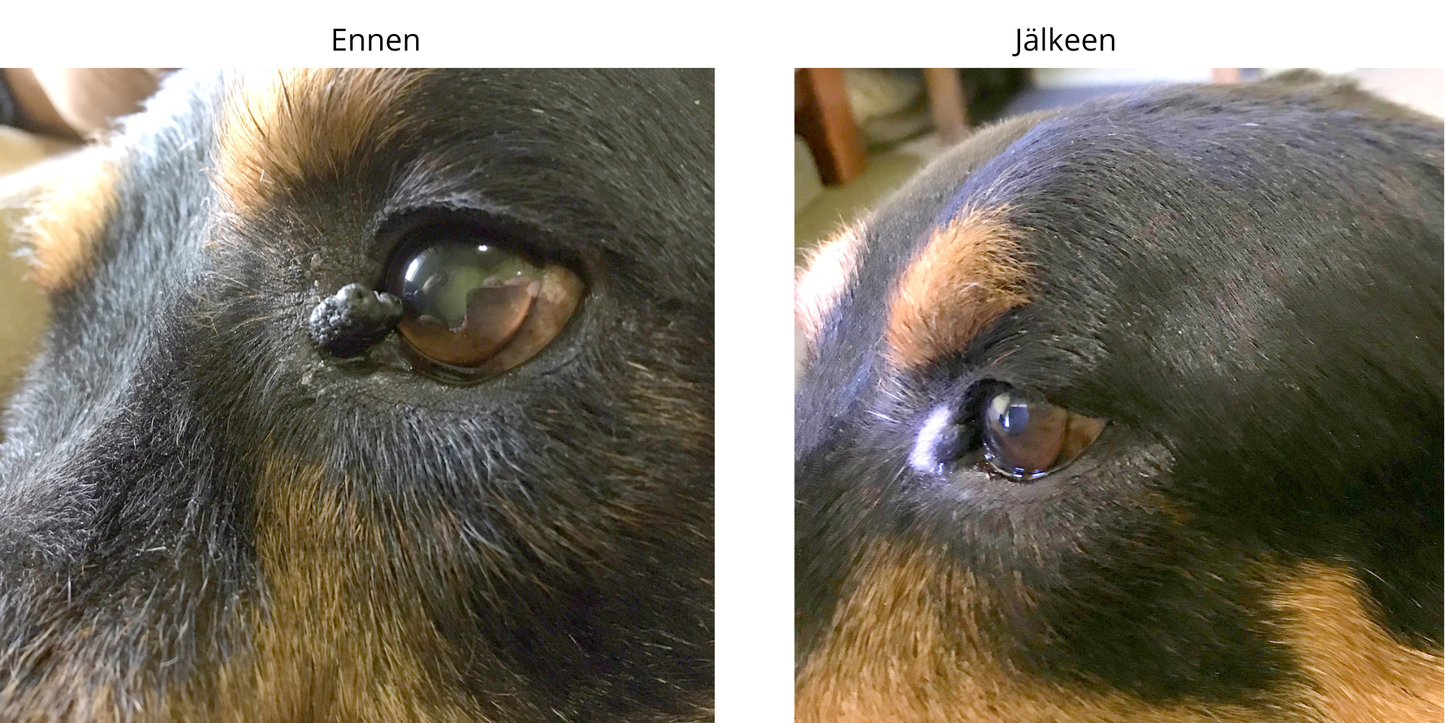 ELÄINLÄÄKÄRIPÄIVÄTARJOUS! CryoPenX + aloituspakkaus