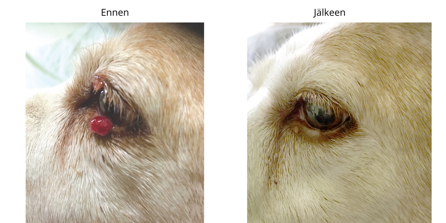 ELÄINLÄÄKÄRIPÄIVÄTARJOUS! CryoPenX + aloituspakkaus