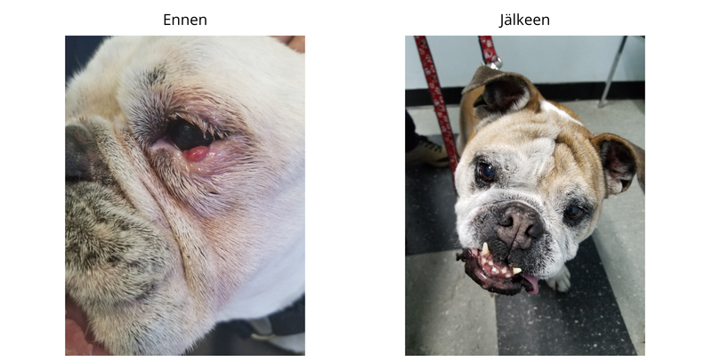 ELÄINLÄÄKÄRIPÄIVÄTARJOUS! CryoPenX + aloituspakkaus