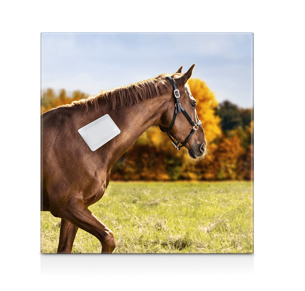 Snögg vaahtoside tarttuva | eri kokoja