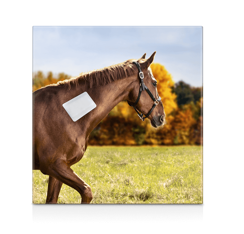 Snögg vaahtoside tarttuva | eri kokoja