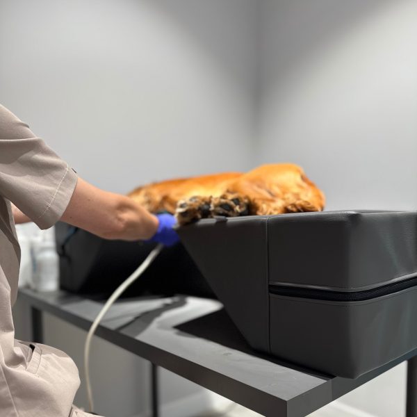 Kouru sydämen ultraäänitutkimukseen | 100cm x 55cm | kaksi mallia