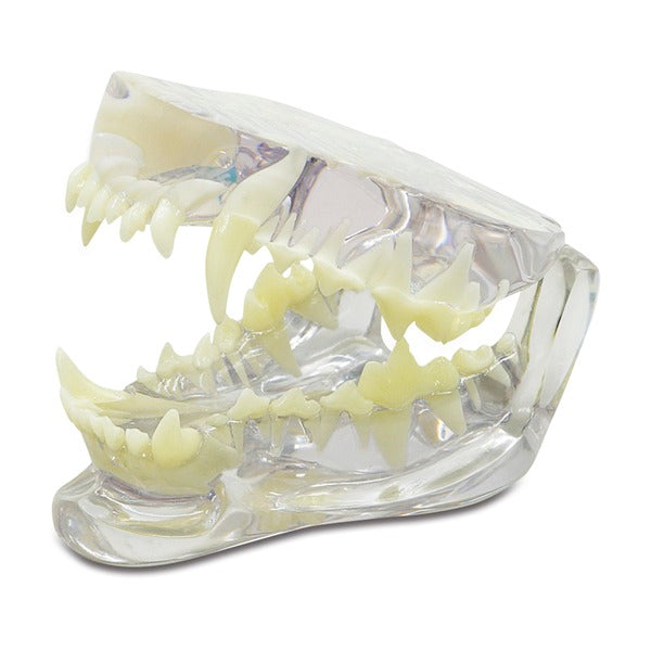 Canine Jaw Model - clear