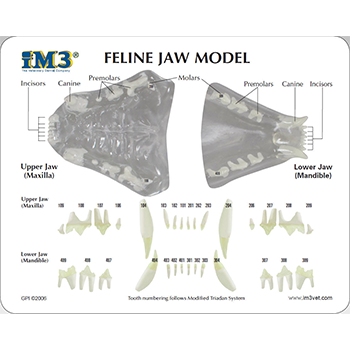 Feline Jaw Model - Clear