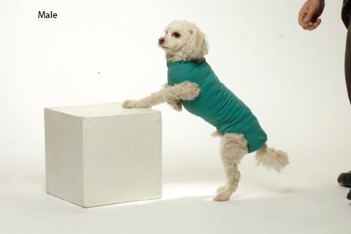 Female Dog&Cat Body Suit | eri kokoja